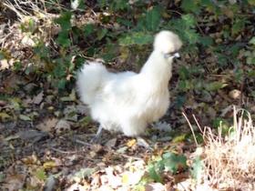 photo coins arrondis