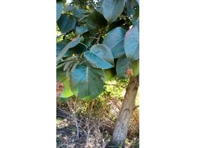 photo coins arrondis