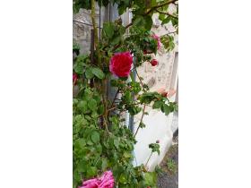 photo coins arrondis