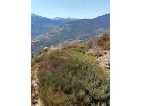 2024-04-jujols-07.jpg Image aléatoire