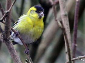 Chants d'oiseaux Chants d'oiseaux